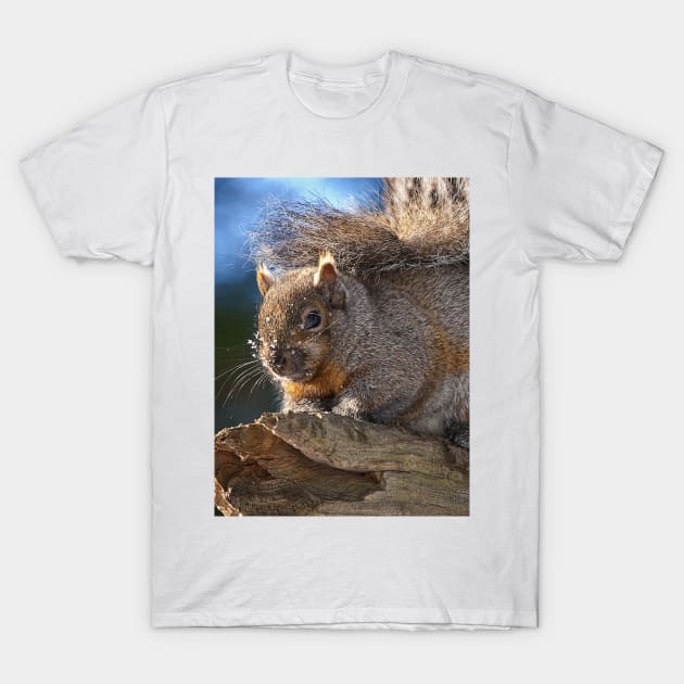 Gray Squirrel T-Shirt by jaydee1400